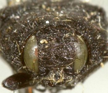Media type: image;   Entomology 8027 Aspect: head frontal view